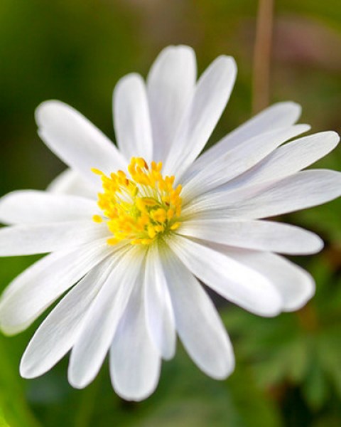 Anemone blanda white splendour.jpg